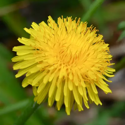 dandelion (select to view enlarged photo)