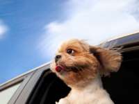 Canine Companions Matter when Buying a Car