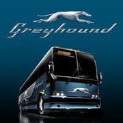 greyhound