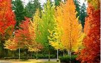 fall trees (select to view enlarged photo)
