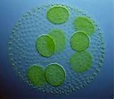 algae