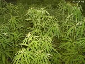 marijuana