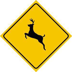 deer hazaed