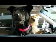 dogs in car