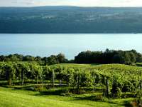 ROAD TRIP: Finger Lakes Winery Launches Ambitious "Harvest Journal" Web Series