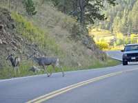 November the most dangerous month for animal collisions