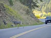 November the most dangerous month for animal collisions November the most dangerous month for animal collisions