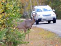 Oh Deer! Be Careful Out There
