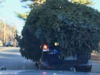 AAA Urges Drivers to Safely Secure Holiday Trees
