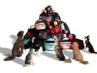 Pet Passenger Auto Crash Survival Rate 100% Pet Passenger Auto Crash Survival Rate 100%